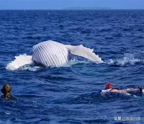 汤加能娶几个老婆?你想知道的20个汤加的冷知识,走进真实的汤加