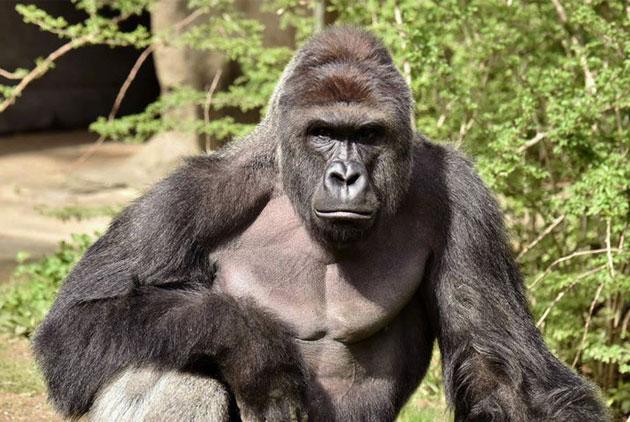 海豚是怎么交配的?科学家:它们很变态,已经演化出了人类的特征