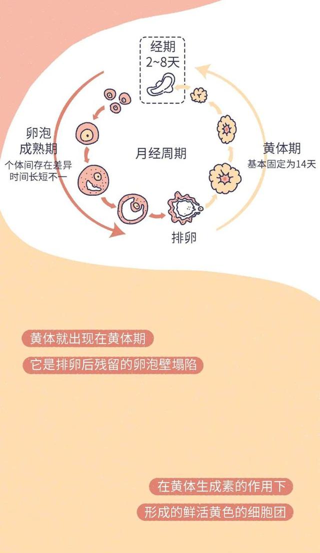 「黄体破裂」有多“可怕”？漫画：其痛苦程度，或许让人难以忍受