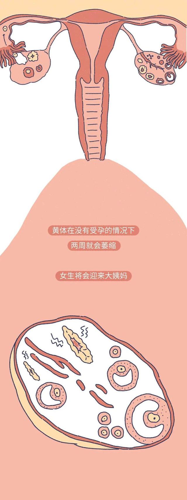 「黄体破裂」有多“可怕”？漫画：其痛苦程度，或许让人难以忍受