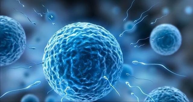 生男生女取决于精子？科学家发现卵子也有选择权，但结果却很意外