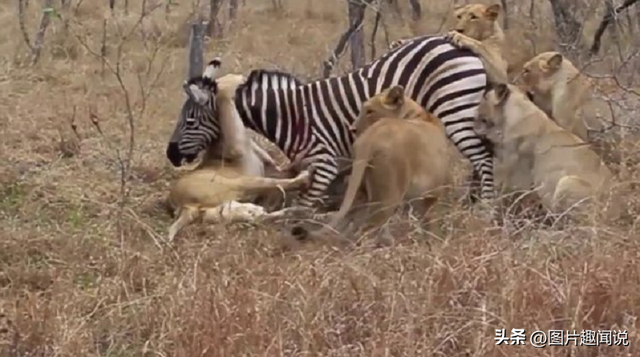 精彩照片看世界：百年前预防手淫的器具，卡扎菲的纯金手枪