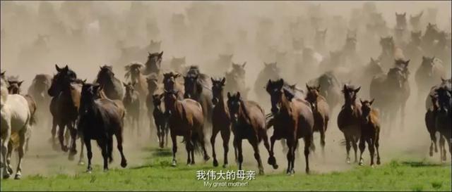 终于有一部电影，拍出了最不该被忘记的“草原母亲”