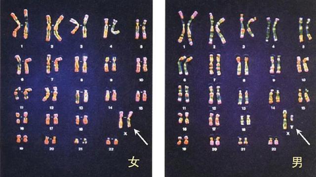 生男生女取决于精子？科学家发现卵子也有选择权，但结果却很意外