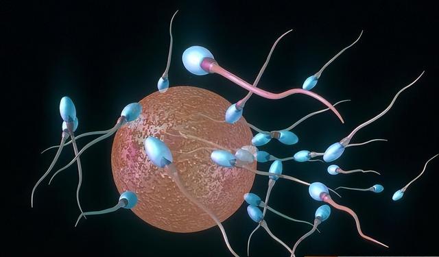 生男生女取决于精子？科学家发现卵子也有选择权，但结果却很意外
