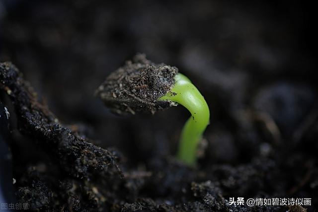 长篇小说:走出桃花村的女人之二十三:怀孕