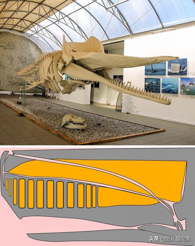 精彩照片看世界：百年前预防手淫的器具，卡扎菲的纯金手枪