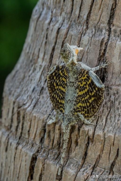 精彩照片看世界：百年前预防手淫的器具，卡扎菲的纯金手枪