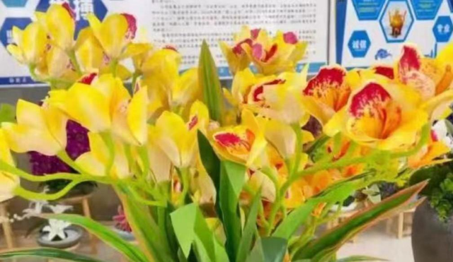 “轮椅女孩”杨淑亭:从颓废残疾女到美女总裁,她的人生如何逆袭