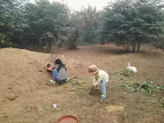 180亩果园，85万改建费，美女庄主第一个月就实现盈利12万