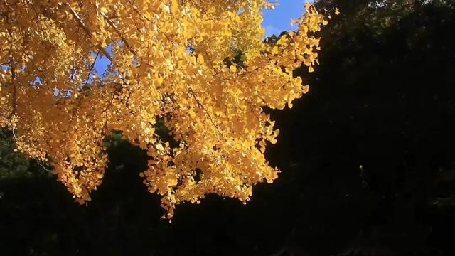 民间故事：木匠吃老鼠屎，寡妇偷看，被吓得双腿直哆嗦