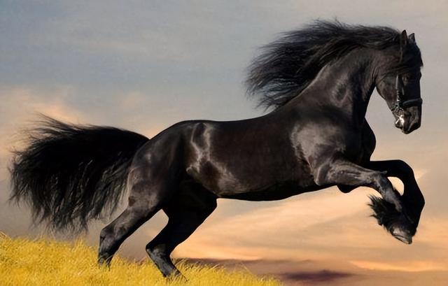 迪拜“最美公主”萨拉玛：靠美貌生活奢靡，却沦为生育工具？