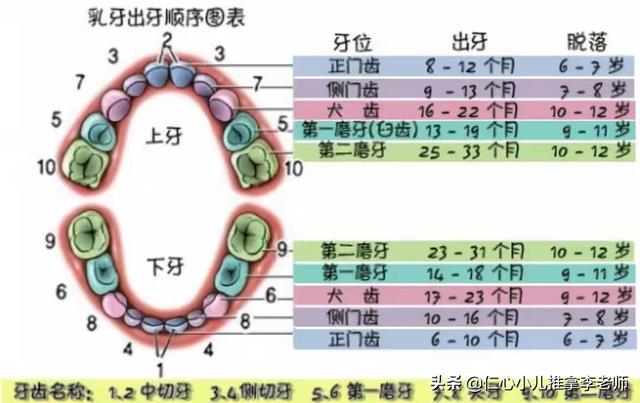 儿童生长发育各年龄段的特点