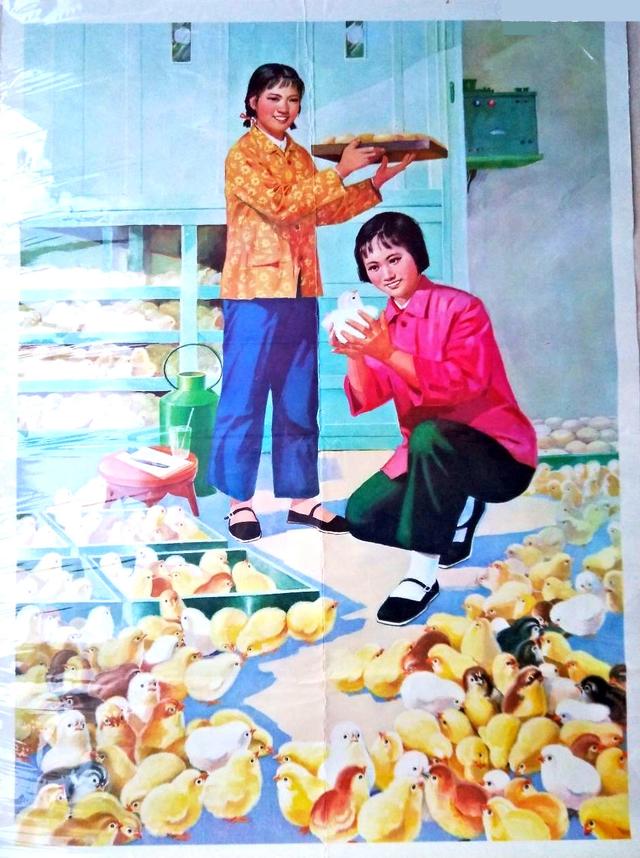 「毛主席时代画卷」农村美女《电气孵小鸡》图（1960年金雪尘画）