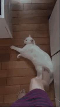 这是猫咪间独特的亲密方式，如果它对你这么干，就代表它非常喜欢