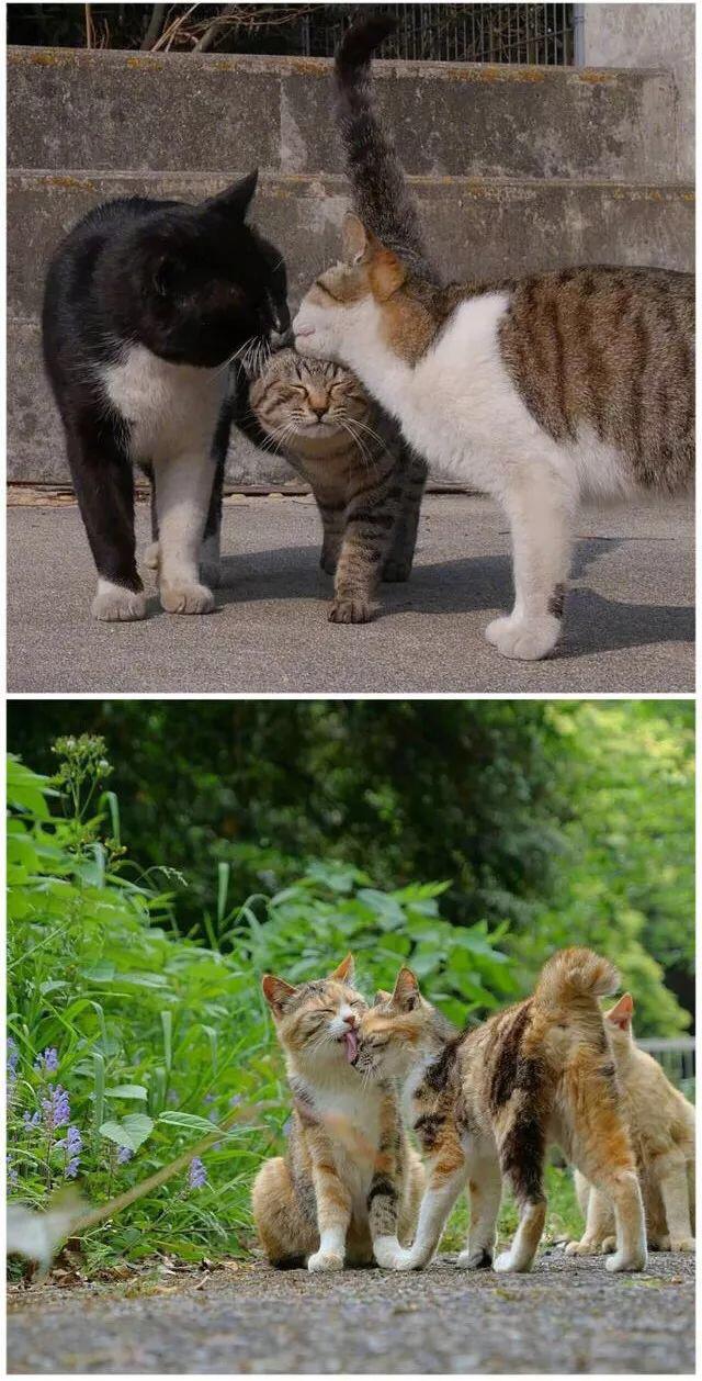 这是猫咪间独特的亲密方式，如果它对你这么干，就代表它非常喜欢