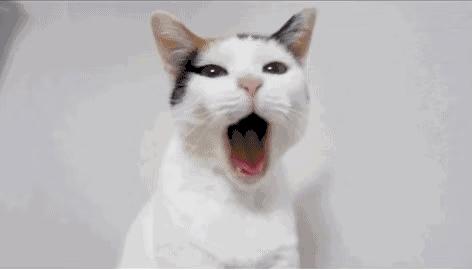 这是猫咪间独特的亲密方式，如果它对你这么干，就代表它非常喜欢