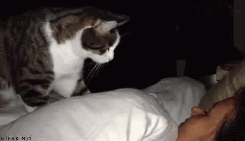 这是猫咪间独特的亲密方式，如果它对你这么干，就代表它非常喜欢