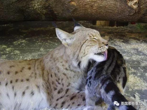 家猫与山猫同居12年，两只从小腻歪到大的画风又萌又甜~