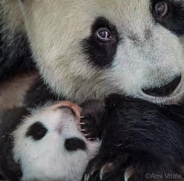 为了偷拍明星母子，她全身涂尿抹粪，却赢得了尊重！