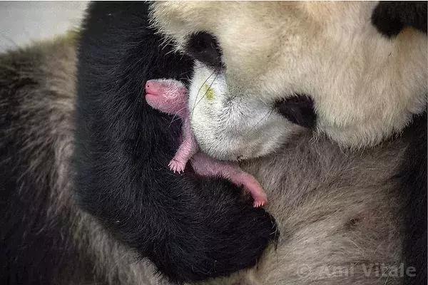 为了偷拍明星母子，她全身涂尿抹粪，却赢得了尊重！