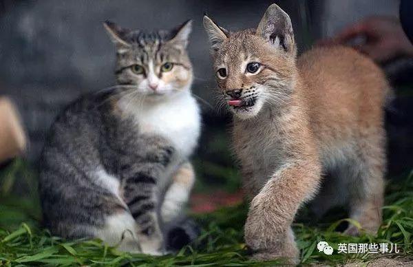 家猫与山猫同居12年，两只从小腻歪到大的画风又萌又甜~