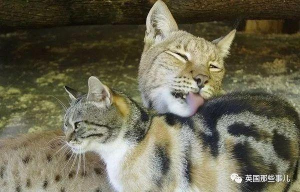 家猫与山猫同居12年，两只从小腻歪到大的画风又萌又甜~