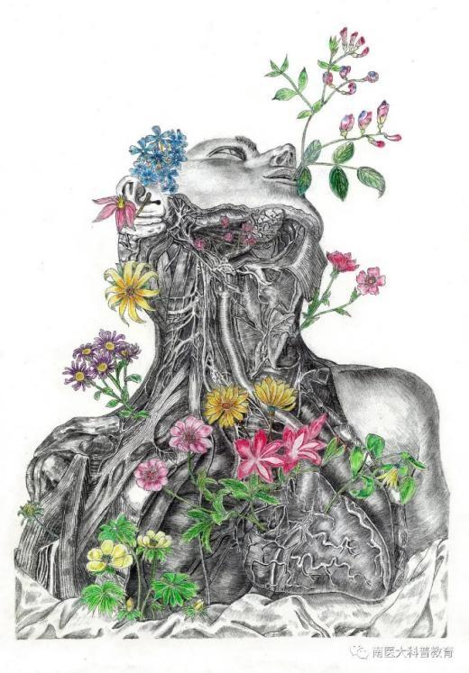 灵魂画手！广东医学生的人体解剖图“走红”网络，栩栩如生，堪比印刷！