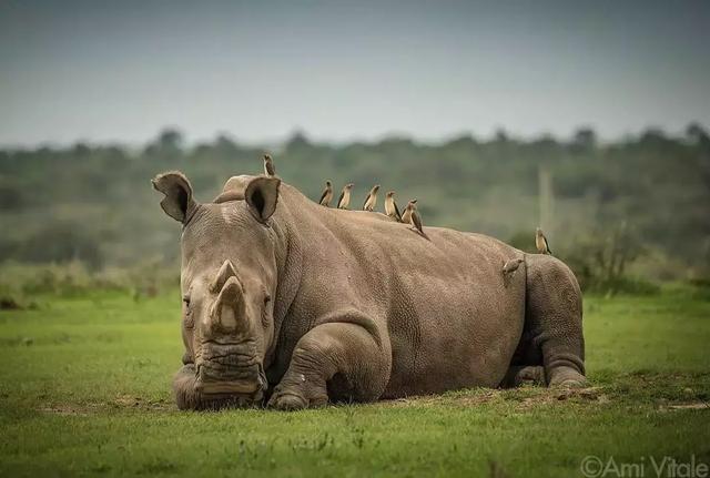 为了偷拍明星母子，她全身涂尿抹粪，却赢得了尊重！