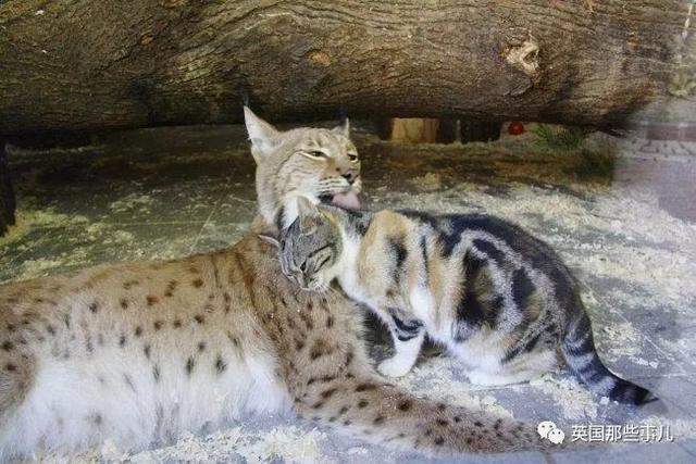 家猫与山猫同居12年，两只从小腻歪到大的画风又萌又甜~