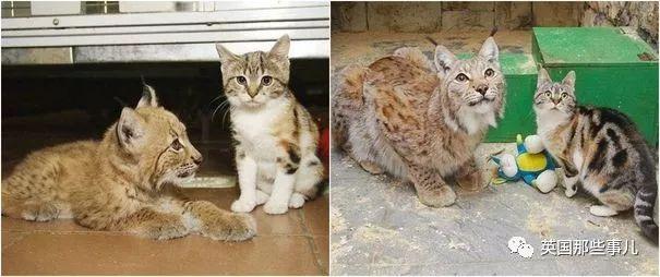 家猫与山猫同居12年，两只从小腻歪到大的画风又萌又甜~