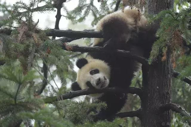 为了偷拍明星母子，她全身涂尿抹粪，却赢得了尊重！
