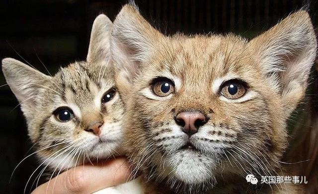 家猫与山猫同居12年，两只从小腻歪到大的画风又萌又甜~