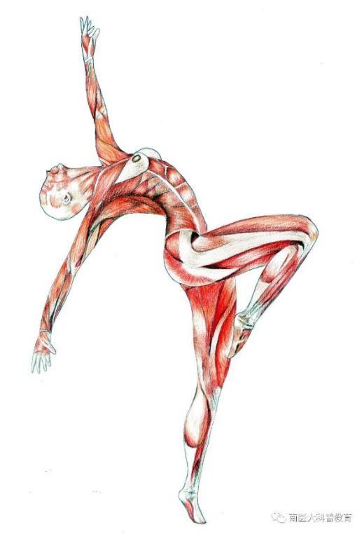 灵魂画手！广东医学生的人体解剖图“走红”网络，栩栩如生，堪比印刷！