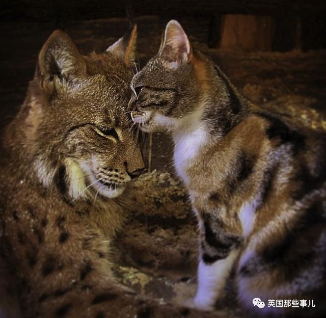 家猫与山猫同居12年，两只从小腻歪到大的画风又萌又甜~