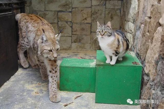 家猫与山猫同居12年，两只从小腻歪到大的画风又萌又甜~