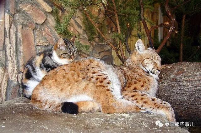 家猫与山猫同居12年，两只从小腻歪到大的画风又萌又甜~