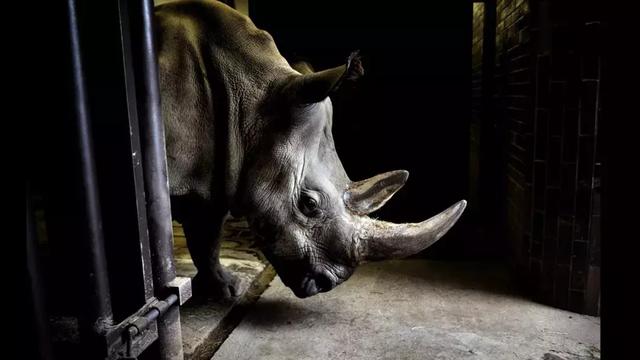 为了偷拍明星母子，她全身涂尿抹粪，却赢得了尊重！