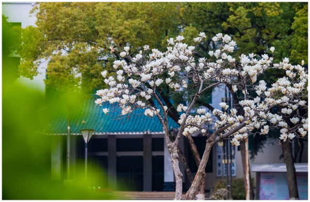 高清大图来袭!湖北高校“最美校花”新鲜出炉!颜值超高,惊艳众人!