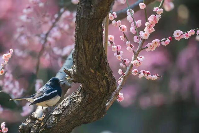 高清大图来袭!湖北高校“最美校花”新鲜出炉!颜值超高,惊艳众人!