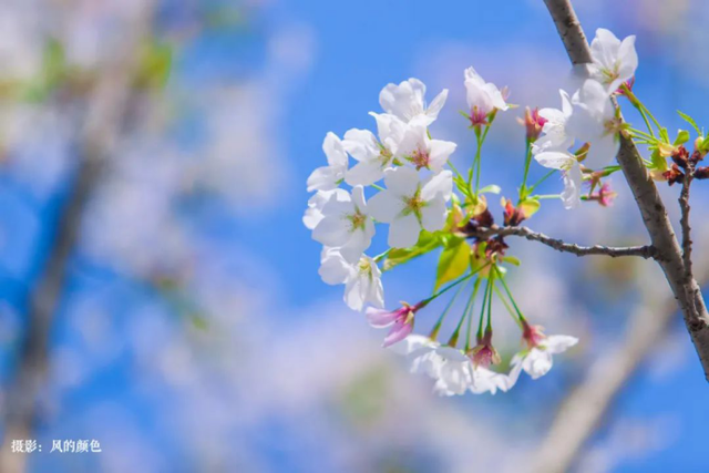 高清大图来袭!湖北高校“最美校花”新鲜出炉!颜值超高,惊艳众人!