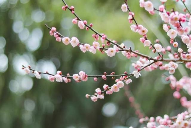 高清大图来袭!湖北高校“最美校花”新鲜出炉!颜值超高,惊艳众人!
