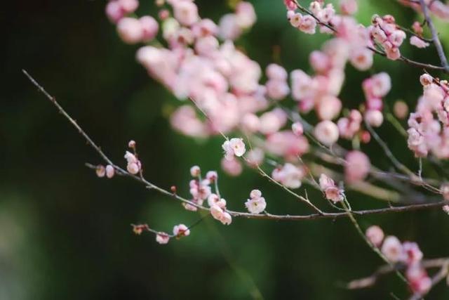 高清大图来袭!湖北高校“最美校花”新鲜出炉!颜值超高,惊艳众人!