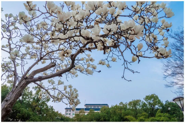 高清大图来袭!湖北高校“最美校花”新鲜出炉!颜值超高,惊艳众人!
