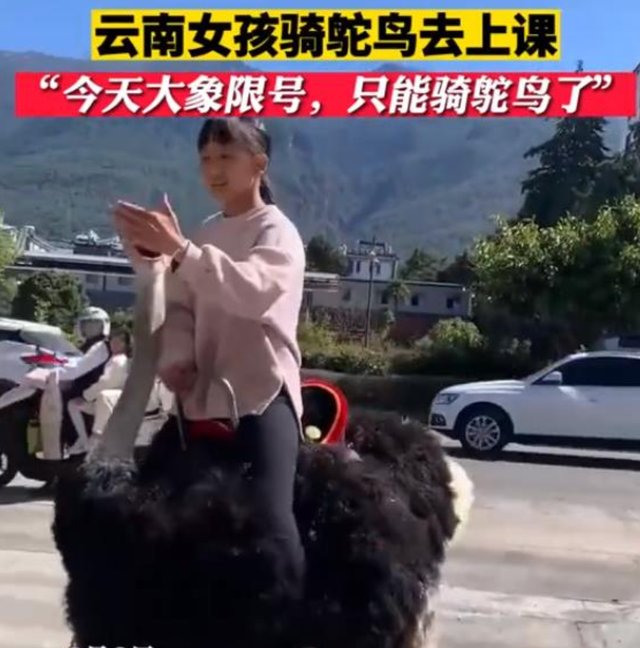云南小女孩从容淡定骑鸵鸟上学，大象是限号了？！
