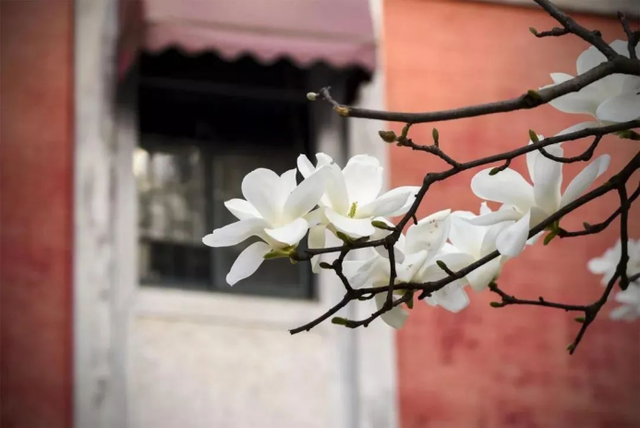 高清大图来袭!湖北高校“最美校花”新鲜出炉!颜值超高,惊艳众人!