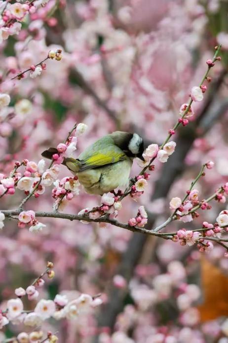 高清大图来袭!湖北高校“最美校花”新鲜出炉!颜值超高,惊艳众人!