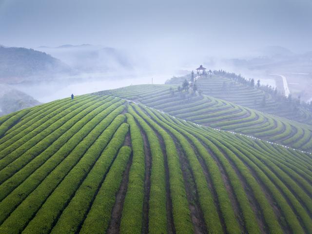 安徽池州：处处皆是“杏花村”