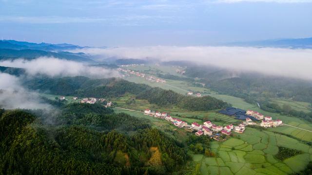 安徽池州：处处皆是“杏花村”