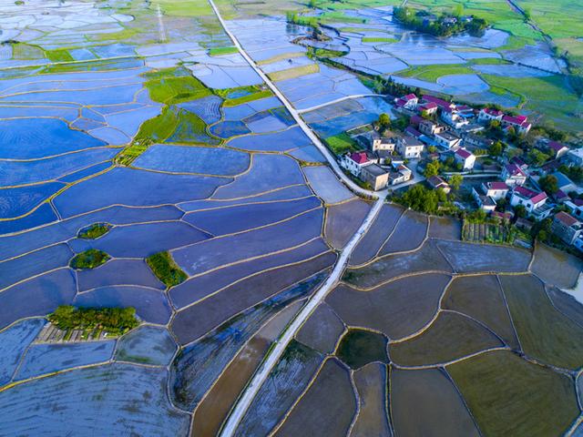安徽池州：处处皆是“杏花村”